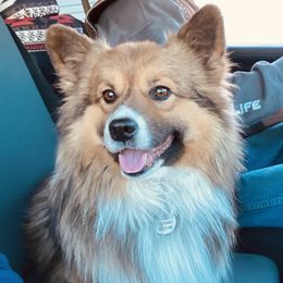 Copper - Pembroke Welsh Corgi