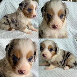 Blue Merle male 3 - Blue merle male Miniature Australian Shepherd puppy in Brooker, Florida from Honey, I Shrunk the Aussies