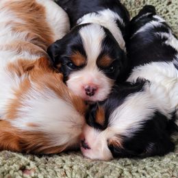 Cavalier King Charles Spaniel Puppies from Faithful Friends Cavaliers