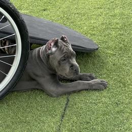 Girl 4 - Gray female Cane Corso puppy in Las Vegas, Nevada from Campo Cane Corso