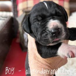 Boy 2 - Black and white male Great Dane puppy in Greenville, South Carolina from Allen’s Ridge Ranch