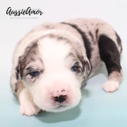 Bi Blue Merle 2 blue eyes - Blue merle male Miniature Australian Shepherd puppy in Pinehurst, Texas from Aussie Amor