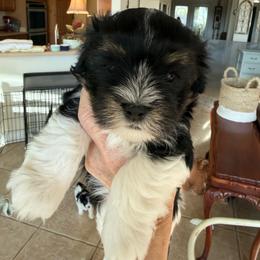Vincent - Black and white male Havanese puppy in Apopka, Florida from Dunhill Havanese