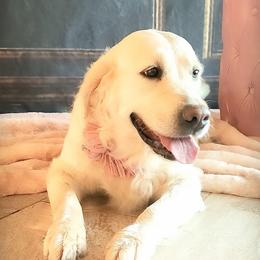 Elsa - Golden Retriever