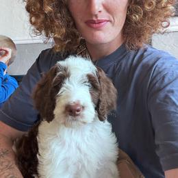 Rosa - Red female Companion Cross puppy in Smallett, Missouri from Leshas Whoodles