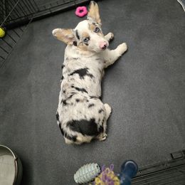 American Corgi, Cane Corso, Pembroke Welsh Corgi, and Rhodesian Ridgeback Puppies from Diamondcrest Inc