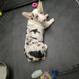 American Corgi, Cane Corso, Pembroke Welsh Corgi, and Rhodesian Ridgeback Puppies from Diamondcrest Inc