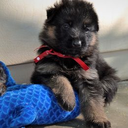 German Shepherd and Labrador Retriever Puppies from Varian Kennels