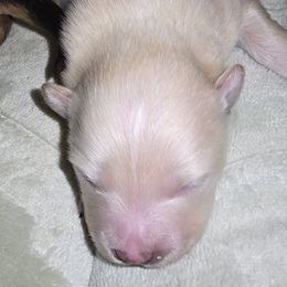 Creamer - Cream male Pomeranian puppy in Mays Landing, New Jersey from KB Pom Pups by Krystal