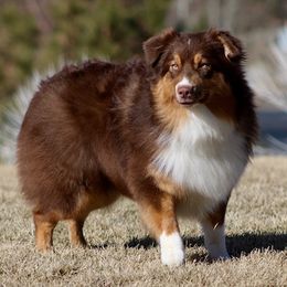 Cinnamon - Australian Shepherd