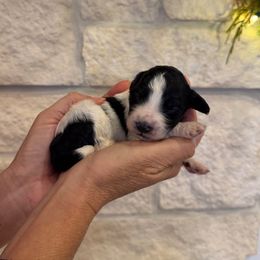 Ellen - Black and white female Bernedoodle puppy in Yuba City, California from Ranch House Doodles