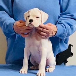 Dark Blue - White male Boxer puppy in Butler, Pennsylvania from Schaible's Boxer Huddle