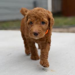 Orange - Red  female Goldendoodle puppy in Spring, Texas from The Doodle Den