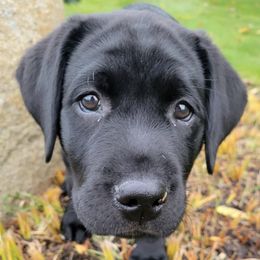 Labrador Retrievers from A Dog’s Life Farm