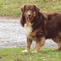 Bernedoodles and Miniature Australian Shepherds from Miller's Aussie,Bernedoodle Pups!