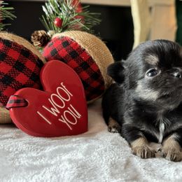 Chihuahua Puppies from Sunset Eves Chihuahuas