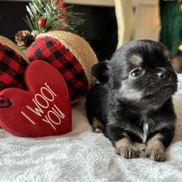 Chihuahua Puppies from Sunset Eves Chihuahuas