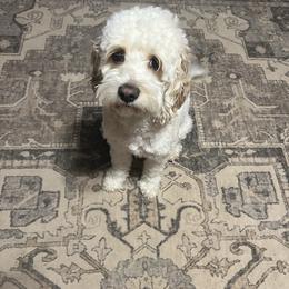 Ivy - Cockapoo