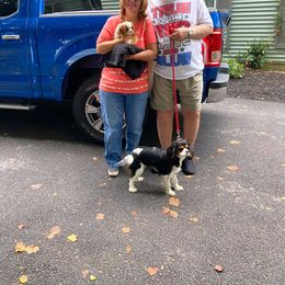 Cavalier King Charles Spaniel Puppies from CK Cavaliers