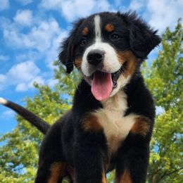 Bernese Mountain Dogs from Hideaway Farm