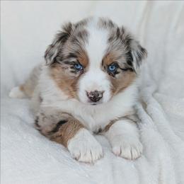 Girl 1 - Red merle female Australian Shepherd puppy in Yakima, Washington from Naches Heights Ranch
