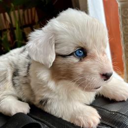 88 - Blue merle and white female Cardigan Welsh Corgi puppy in Lebanon, Pennsylvania from Long Acre Farm