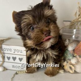 Zoey - Yorkshire Terrier