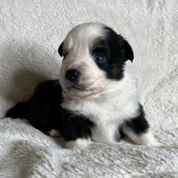 Black Tri Male with Blue Eyes - Black tri male Miniature Australian Shepherd puppy in Taunton, Massachusetts from Checkered Flag Champions Mini Aussies