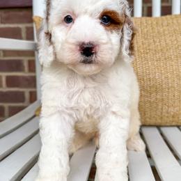 Neil - Parti male Goldendoodle puppy in Sunman, Indiana from Brunsman Country Doodles LLC