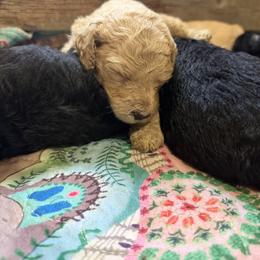 Miss Clara - Cream female Goldendoodle puppy in Huntingdon, Tennessee from McCaslin's Doddles