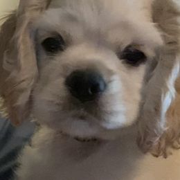 Cocker Spaniel Puppies from Silver Country Cocker Spaniels
