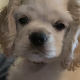Cocker Spaniel Puppies from Silver Country Cocker Spaniels