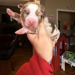 Daisy - Red merle female Miniature Australian Shepherd puppy in Buchanan, Georgia from Stanleyville Farm Mini Aussies