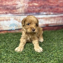 Caramel girl - Caramel red female Australian Labradoodle puppy in Waxahachie, Texas from Dallas Labradoodles