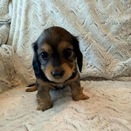 Heavy Shaded cream - Cream male Dachshund puppy in Pacific, Washington from Han&Jan Doxie’s