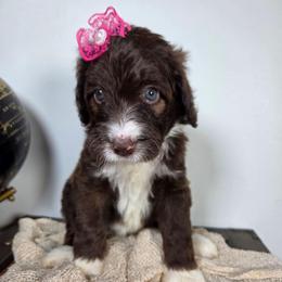 Winnie - Brown and white female Aussiedoodle puppy in Haleyville, Alabama from The Cuddly Dood Ranch