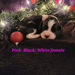 English Springer Spaniel Puppies from 31 Pines Springers & Retrievers