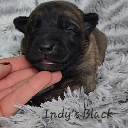 Indy's Black - Mahogany male Belgian Malinois puppy in Berry, Alabama from North River k9