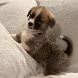 Waffles - Sable male Pembroke Welsh Corgi puppy in Beaverton, Oregon from Pordr Corgis