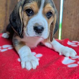 Sir Percival - Black tan and white male Beagle puppy in Colville, Washington from Rosehaven Homestead