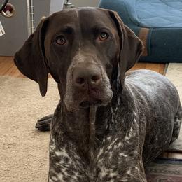 German Shorthaired Pointer All Grown Up from Twin Gabels GSPs