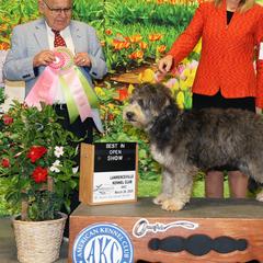 Barbado da Terceiras, Irish Wolfhounds, and Papillons from Os Reis Barbado da Terceira and Runway Papillons
