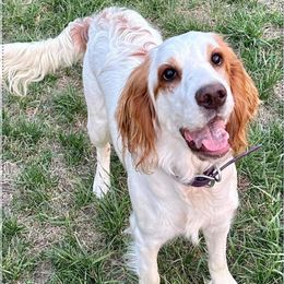 Luna - English Springer Spaniel