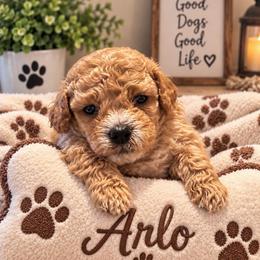 Arlo - Red  male Goldendoodle puppy in Cumberland, Rhode Island from minigoldendoodlesofRI