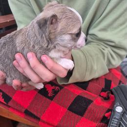 Pinto - Blue brindled fawn male Chihuahua puppy in Chambersburg, Pennsylvania from Lil Angel's Chihuahuas