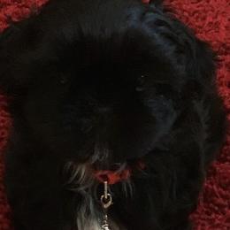 Shih Tzus from Crystal's Shih Tzus