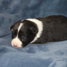 Anya - Black female Border Collie puppy in Tiskilwa, Illinois from First Harmony Farms