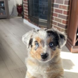 Australian Shepherd Puppies from Caramel Bliss Aussies - NJ NYC