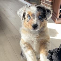 Australian Shepherd Puppies from Caramel Bliss Aussies - NJ NYC
