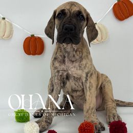 Josie - Brindle female Great Dane puppy in Michigan from Ohana Great Danes of Michigan